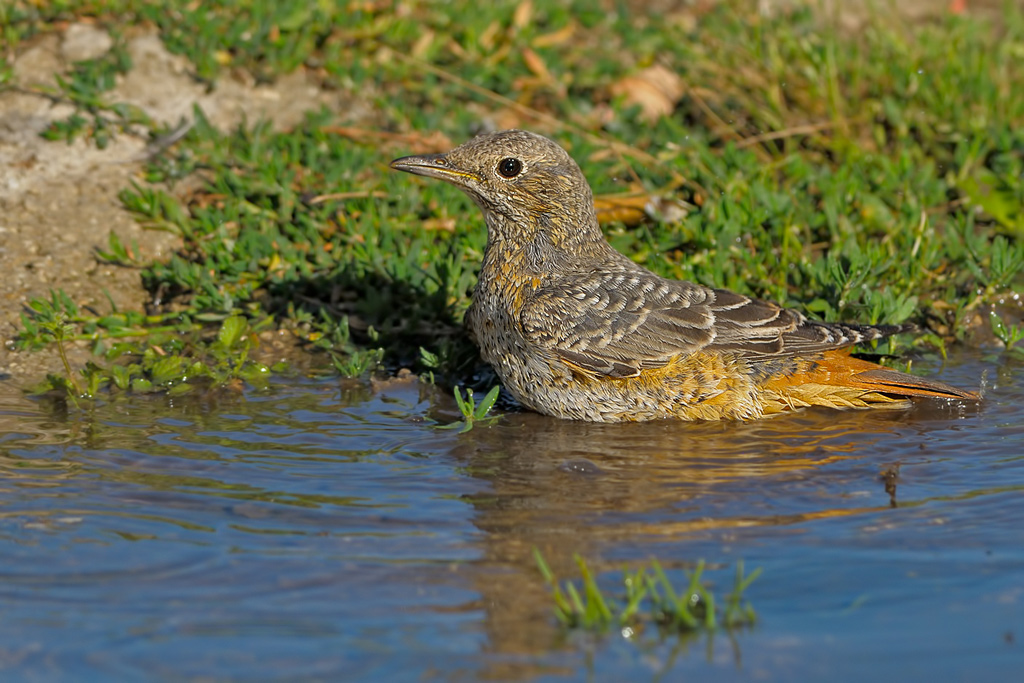 Codirossone   (   Monticola saxatilis  )